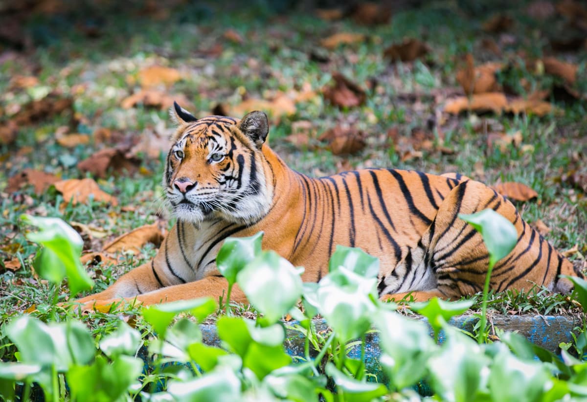 Zoo Negara Malaysia Ticket