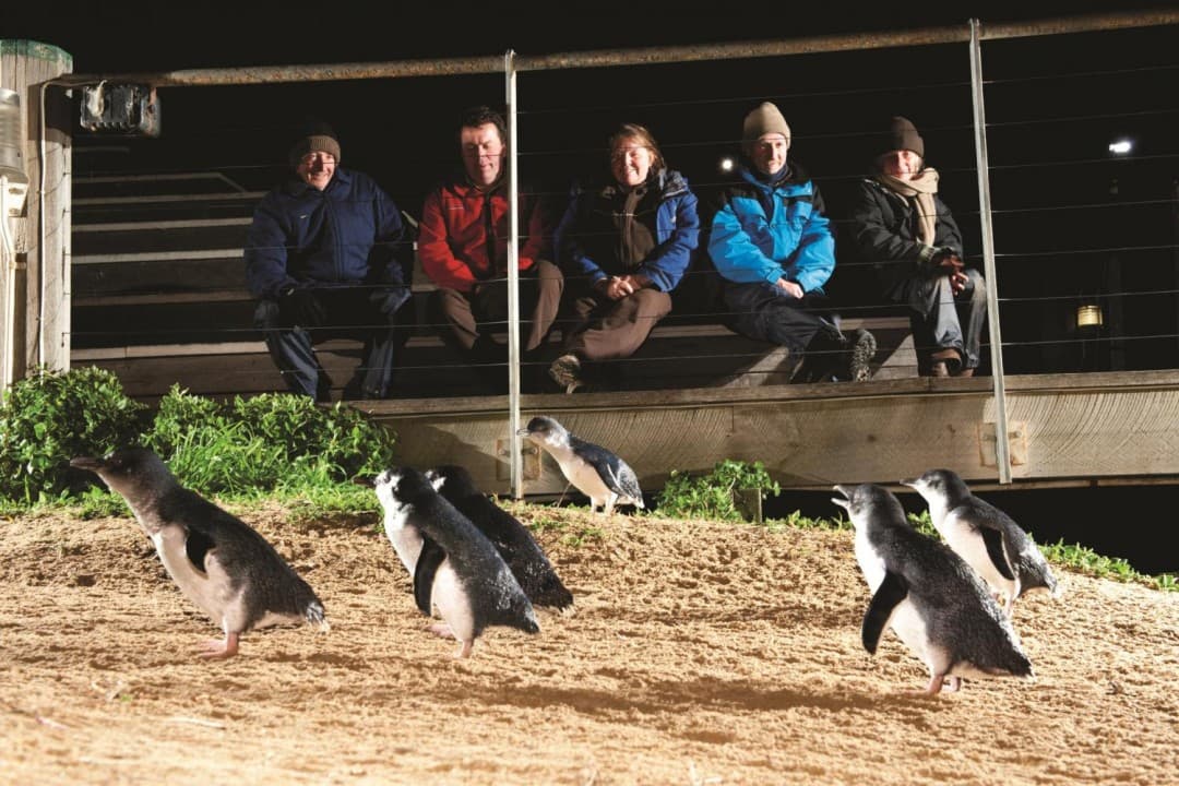 Phillip Island with Penguin Parade Eco Tour