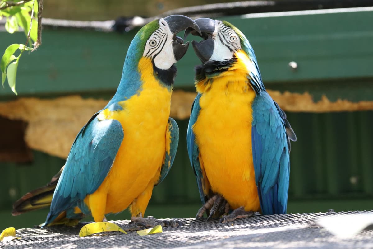 Birdworld Kuranda