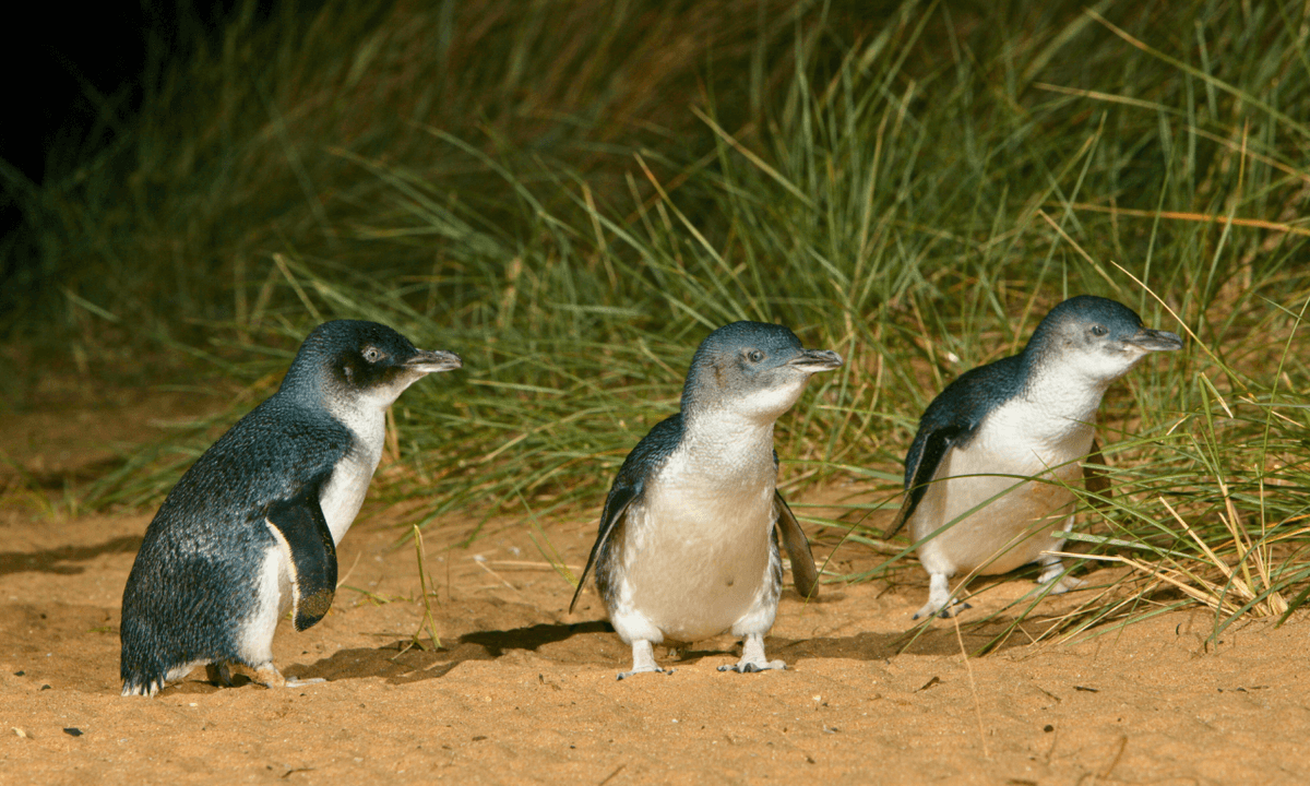 Melbourne City Discovery Tour with Penguin Parade