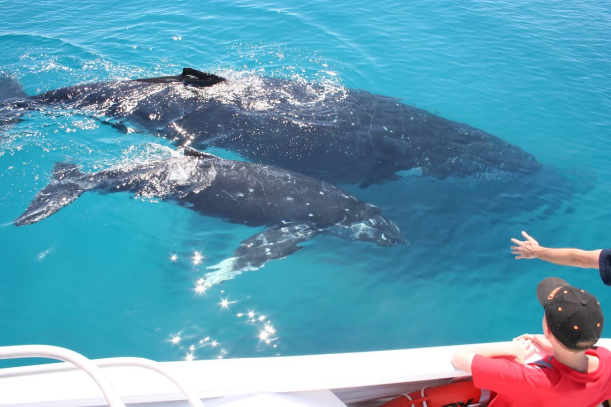 Moreton Bay Whale Watching