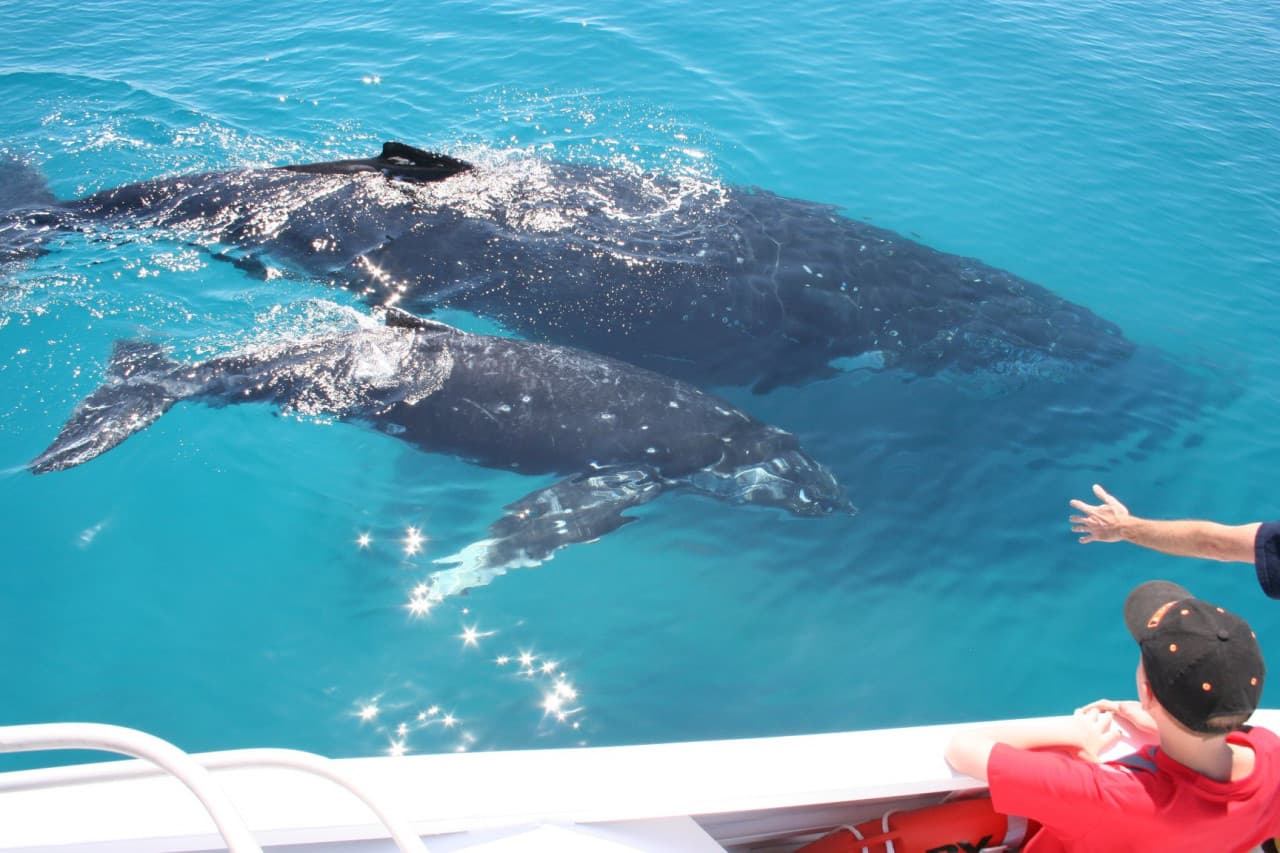 Moreton Bay Whale Watching – photo 3