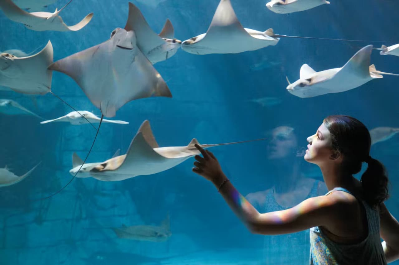 SeaWorld Orlando Ticket: Direct Entry + Optional All-Day Dining Deal + Multi-Park Discount Ticket – photo 15