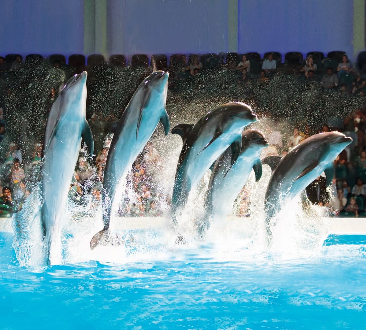 COMBO: Dubai Dolphinarium + Dubai Frame