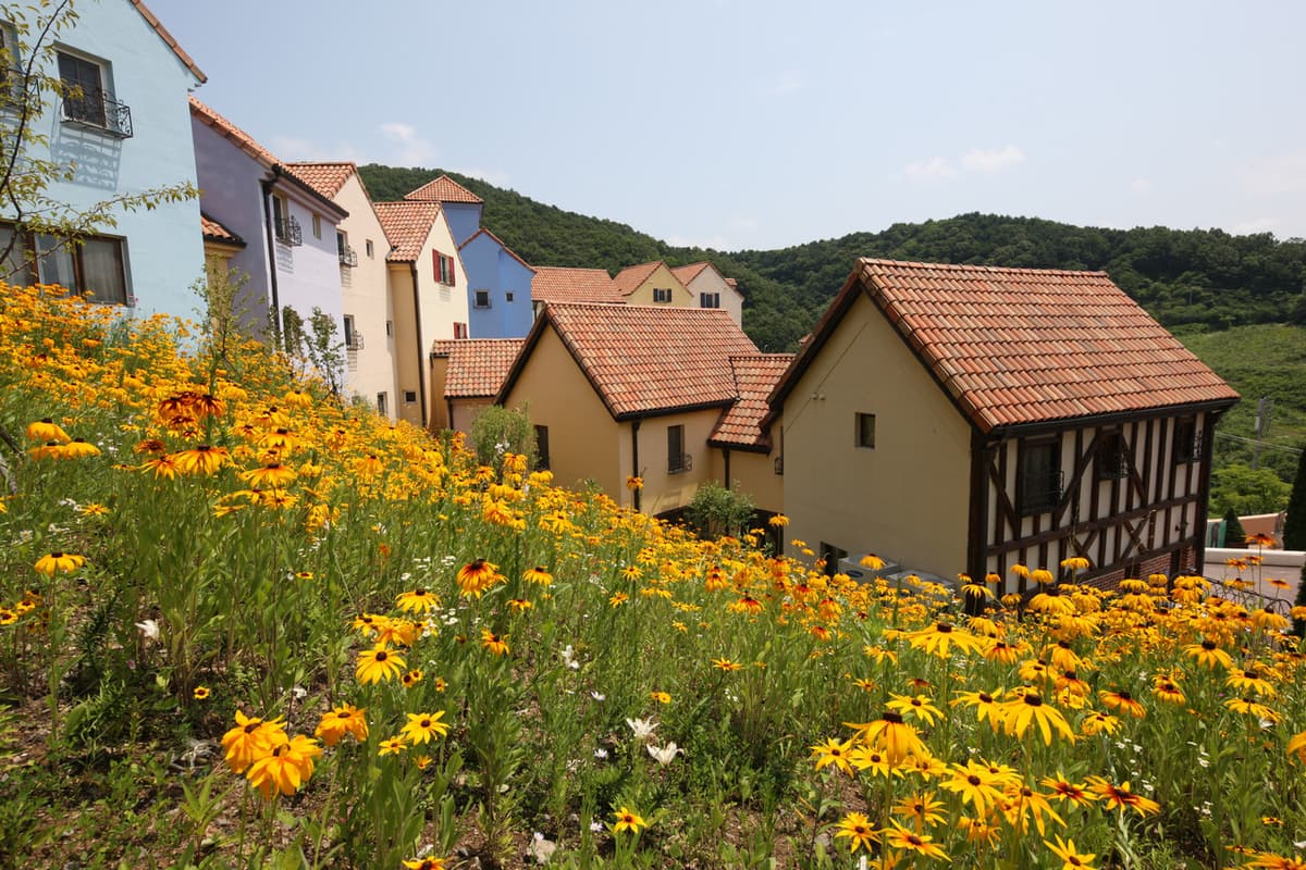 Nami Island, Petite France, Garden of Morning Calm, and Gangchon Rail Bike Tour from Seoul