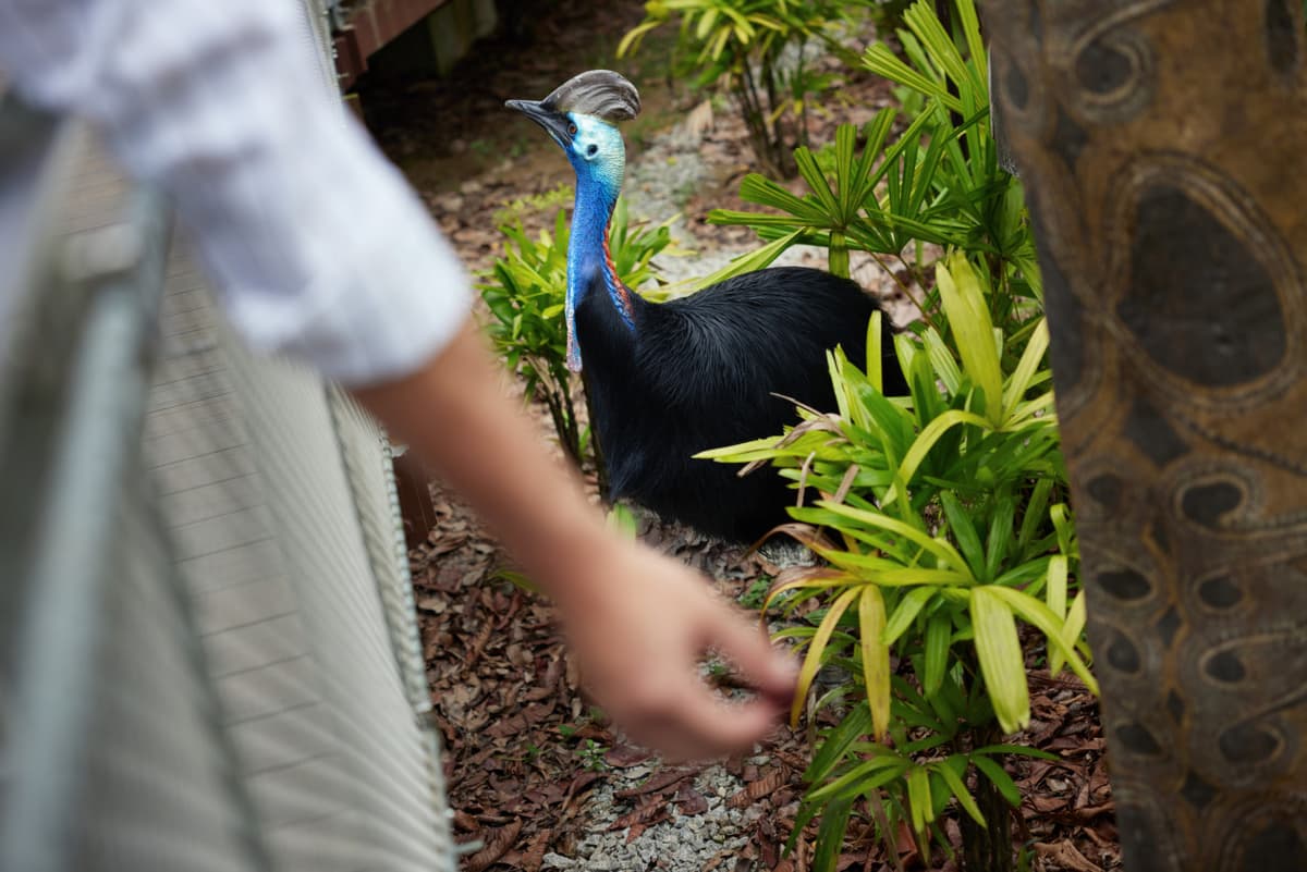 Singapore Bird Paradise Ticket