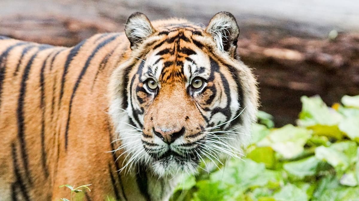 London Zoo