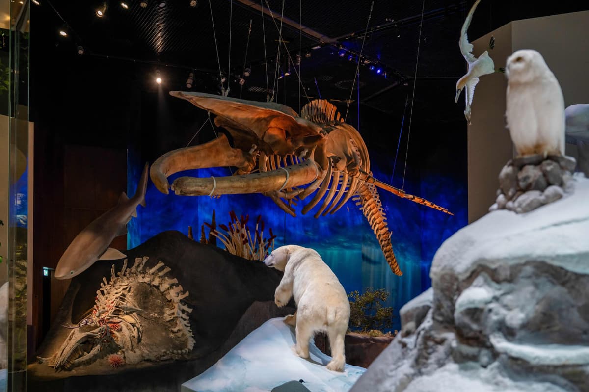 COMBO: Zayed National Museum + Natural History Museum + Louvre Abu Dhabi Tickets