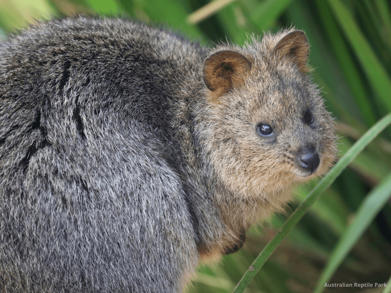 Australian Reptile Park – photo 33
