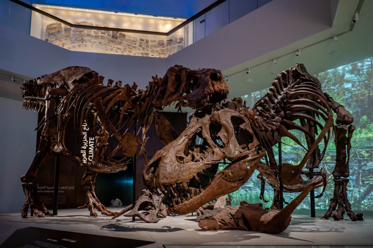 COMBO: Zayed National Museum + Natural History Museum Abu Dhabi Tickets