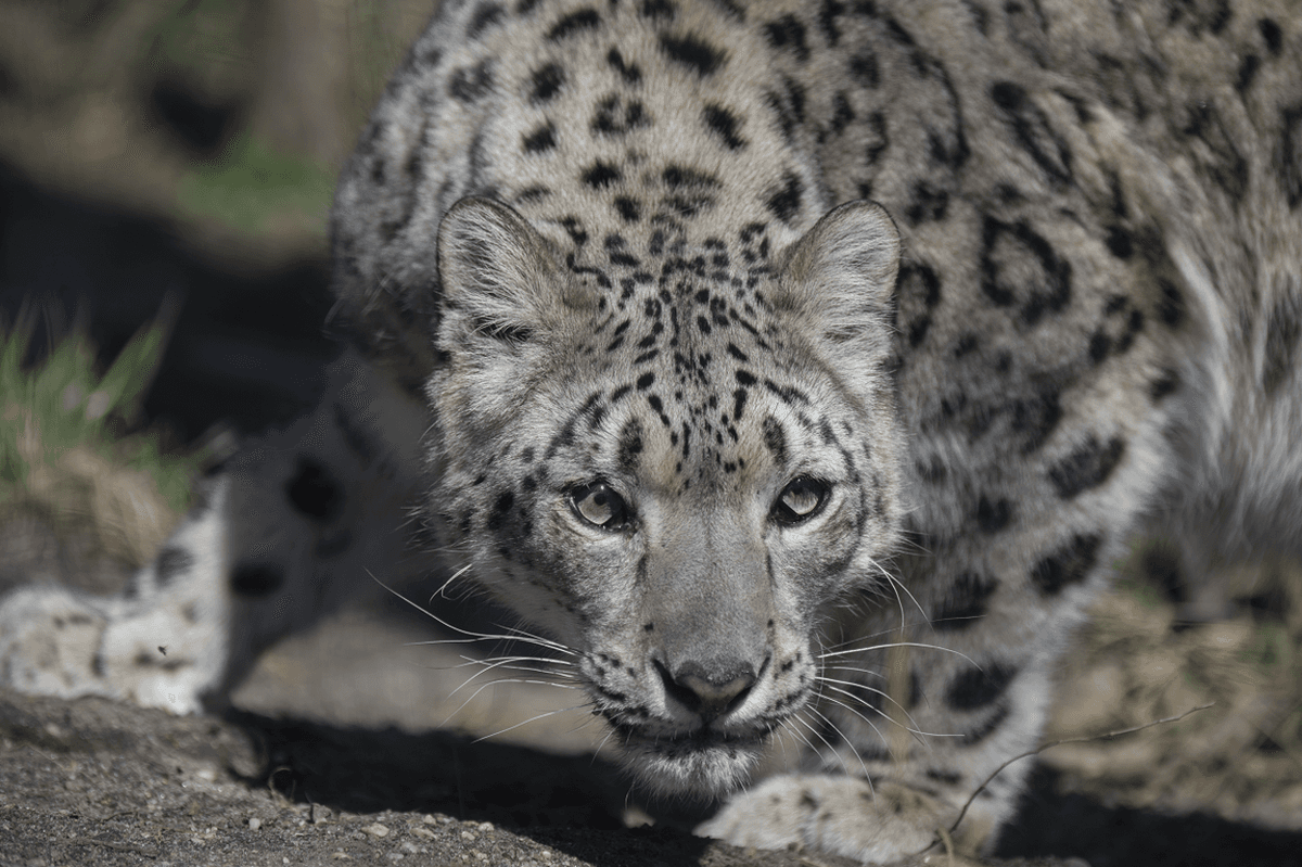 Central Park Zoo