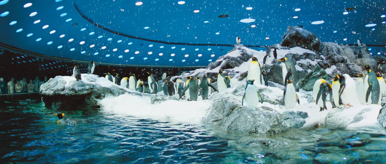 Loro Parque Ticket