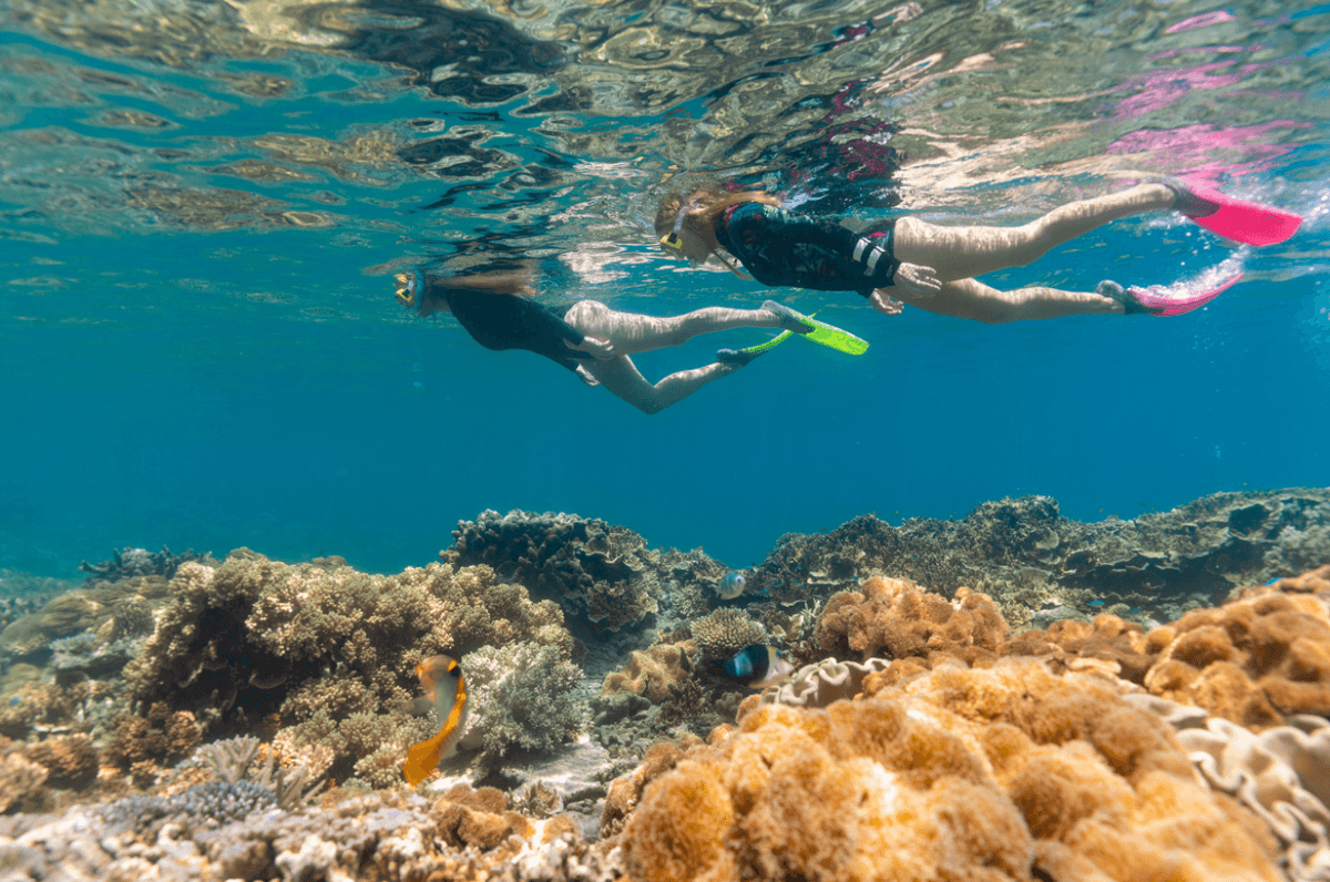 Great Barrier Reef Pontoon Full-Day Tour at Moore Reef