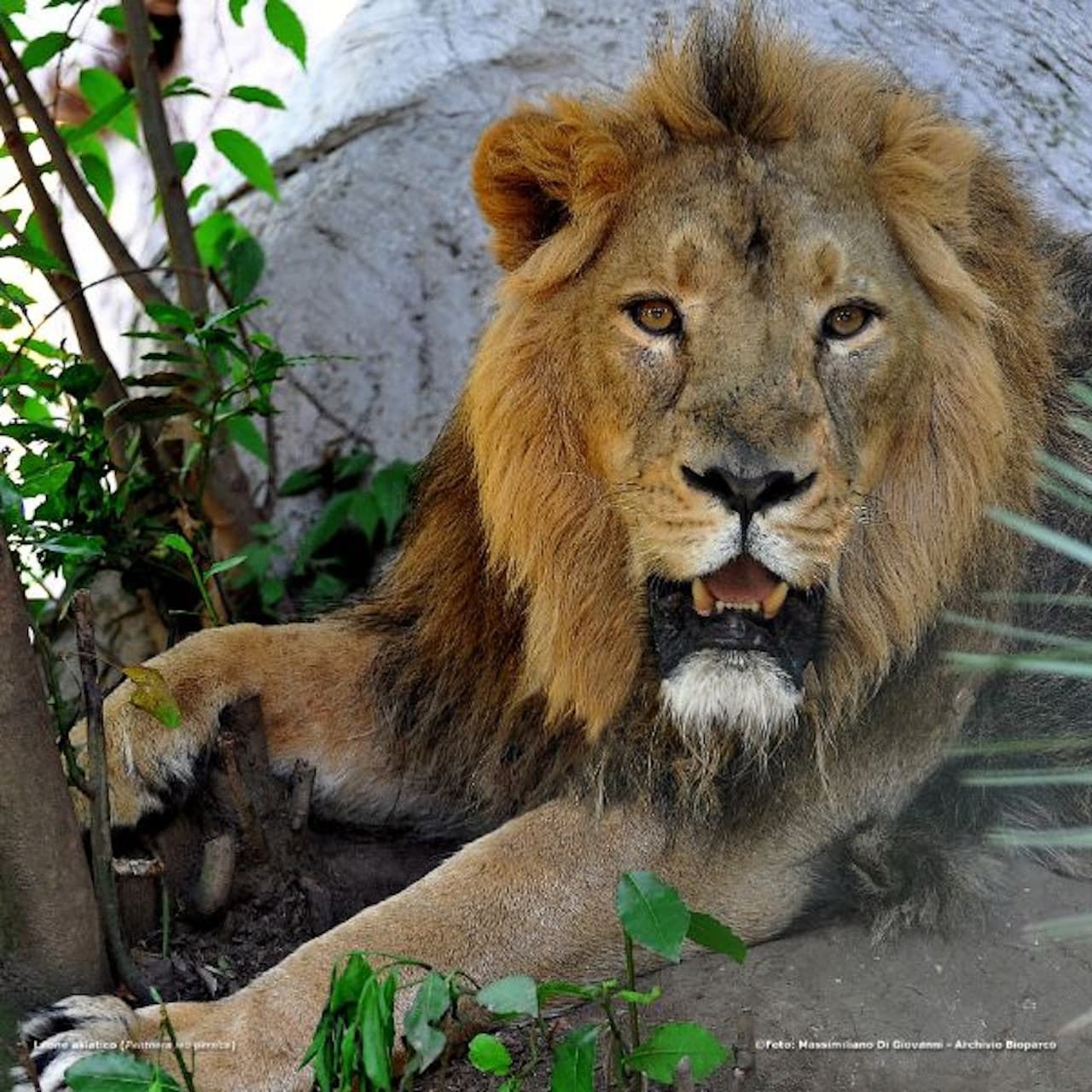 Bioparco: The Zoo of Rome – photo 4