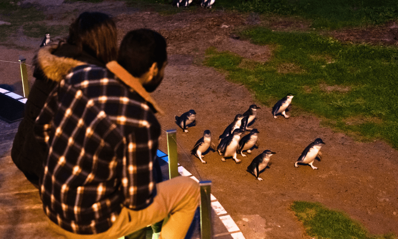 Penguins Express Tour from Melbourne – photo 2