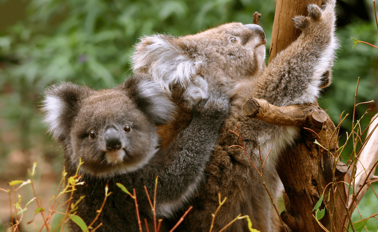 Great Ocean Road Tour from Melbourne – photo 18