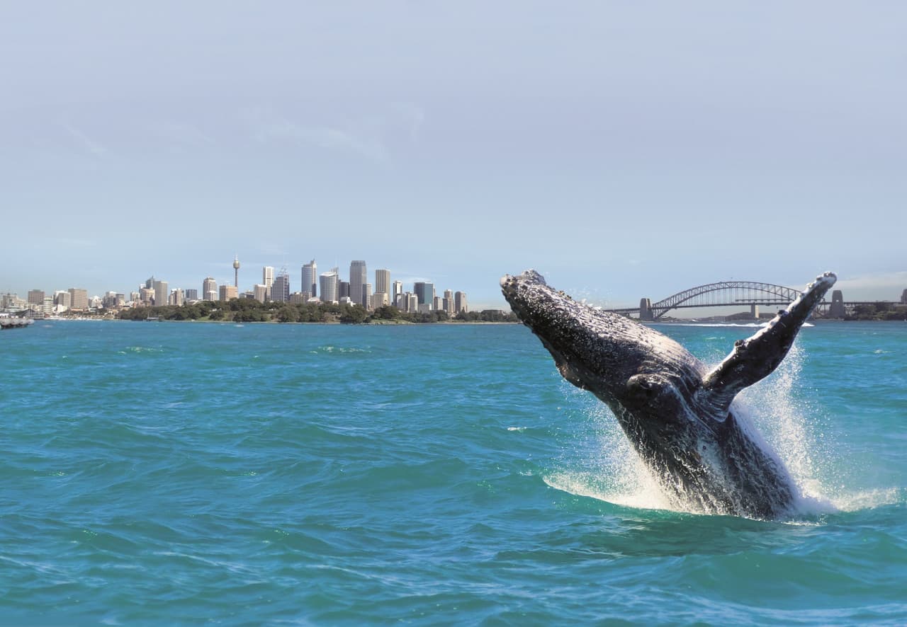 Sydney Whale Watching Cruise – photo 2