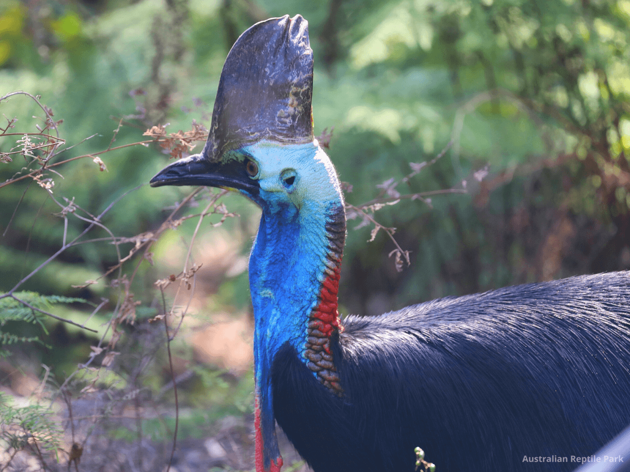 Australian Reptile Park – photo 32