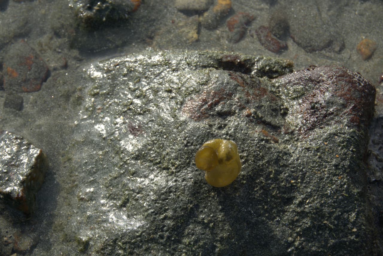 Desaru Beach and Tide Pool Walk – photo 22