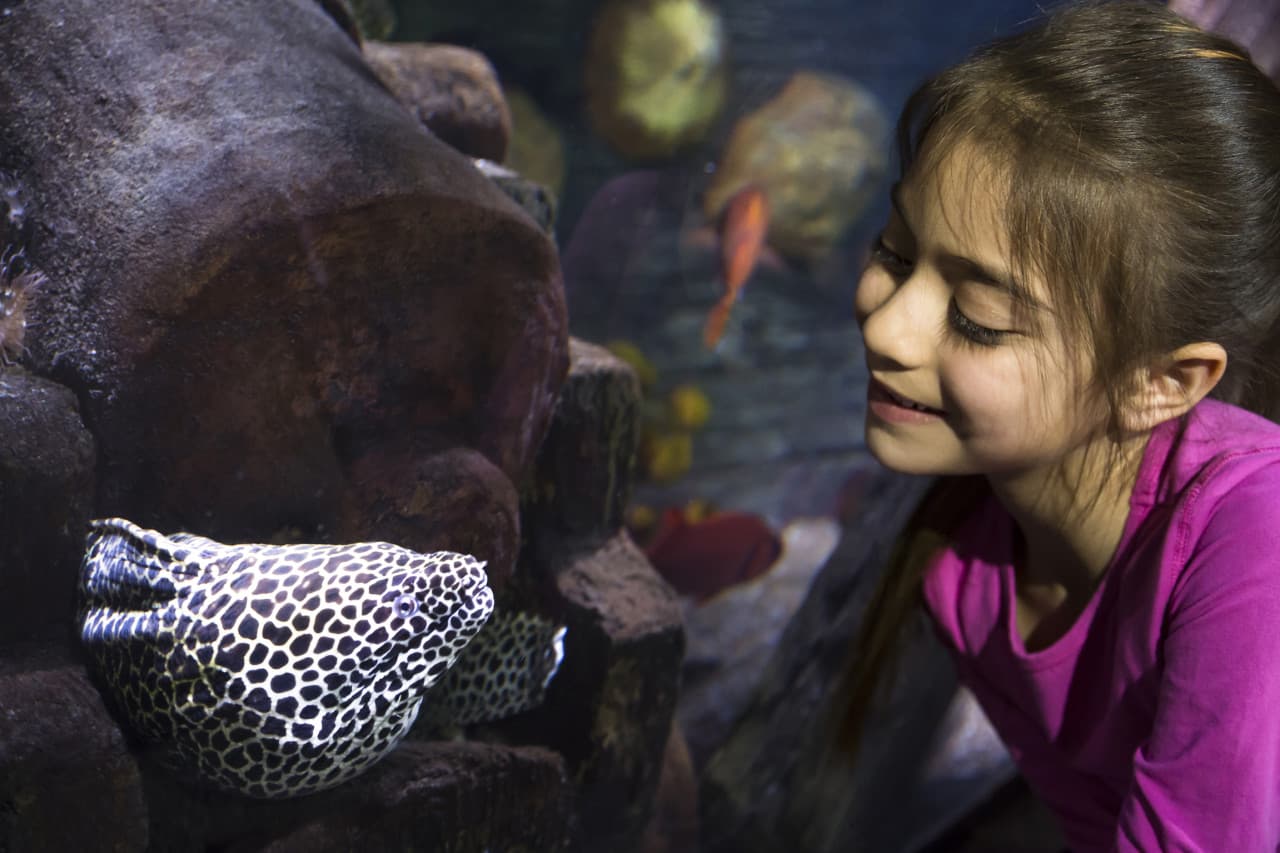 SEA LIFE Hannover Aquarium Ticket – photo 3