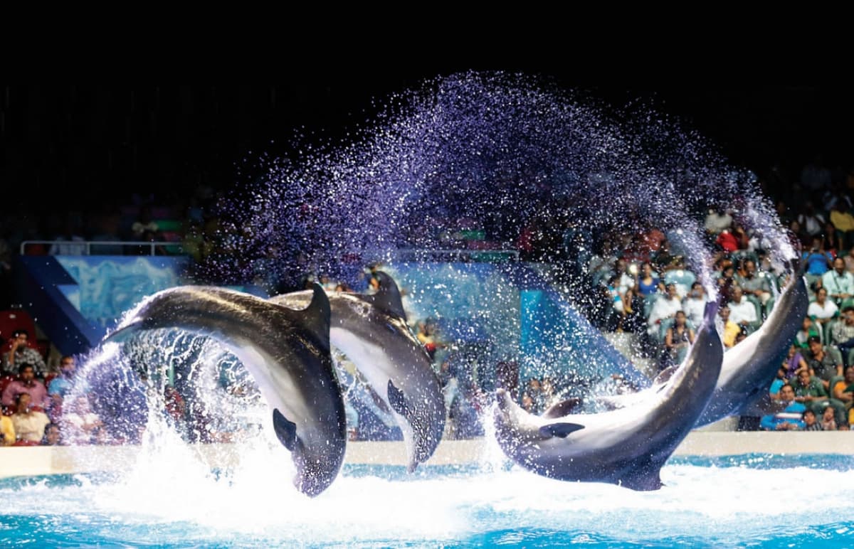 COMBO: Dubai Dolphinarium + Dubai Frame