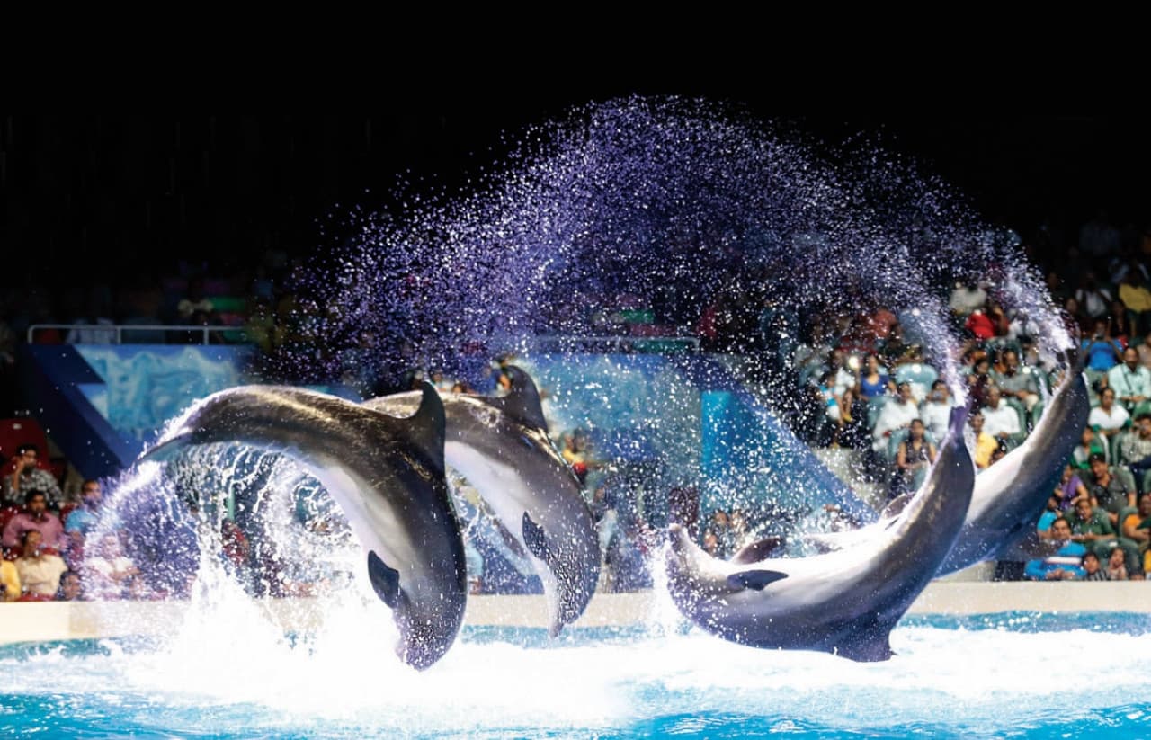 COMBO: Dubai Dolphinarium + Dubai Frame