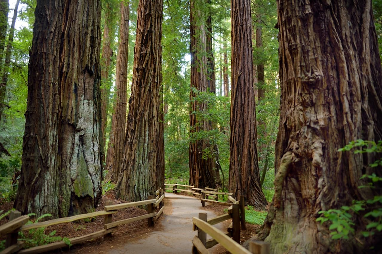 Muir Woods and Sausalito Tour from San Francisco – photo 3