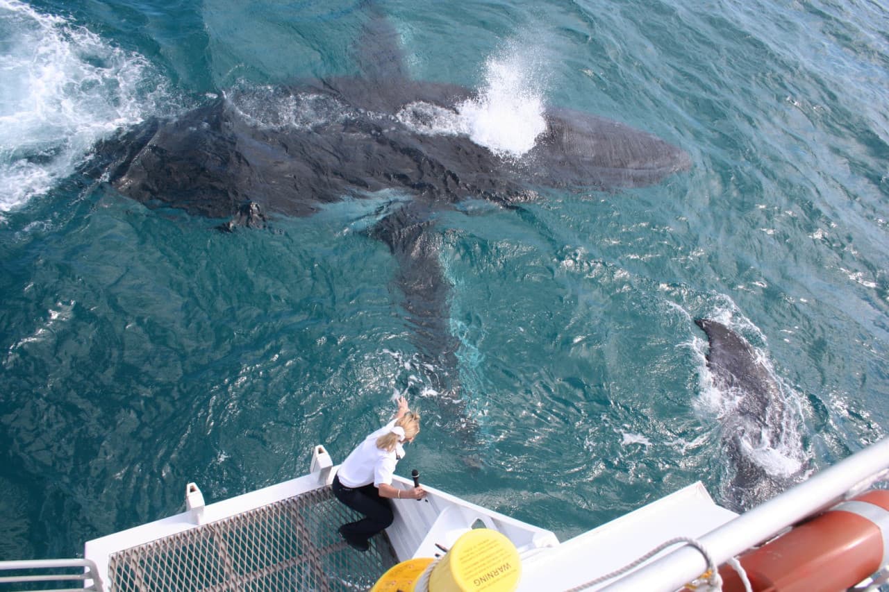 Moreton Bay Whale Watching – photo 6