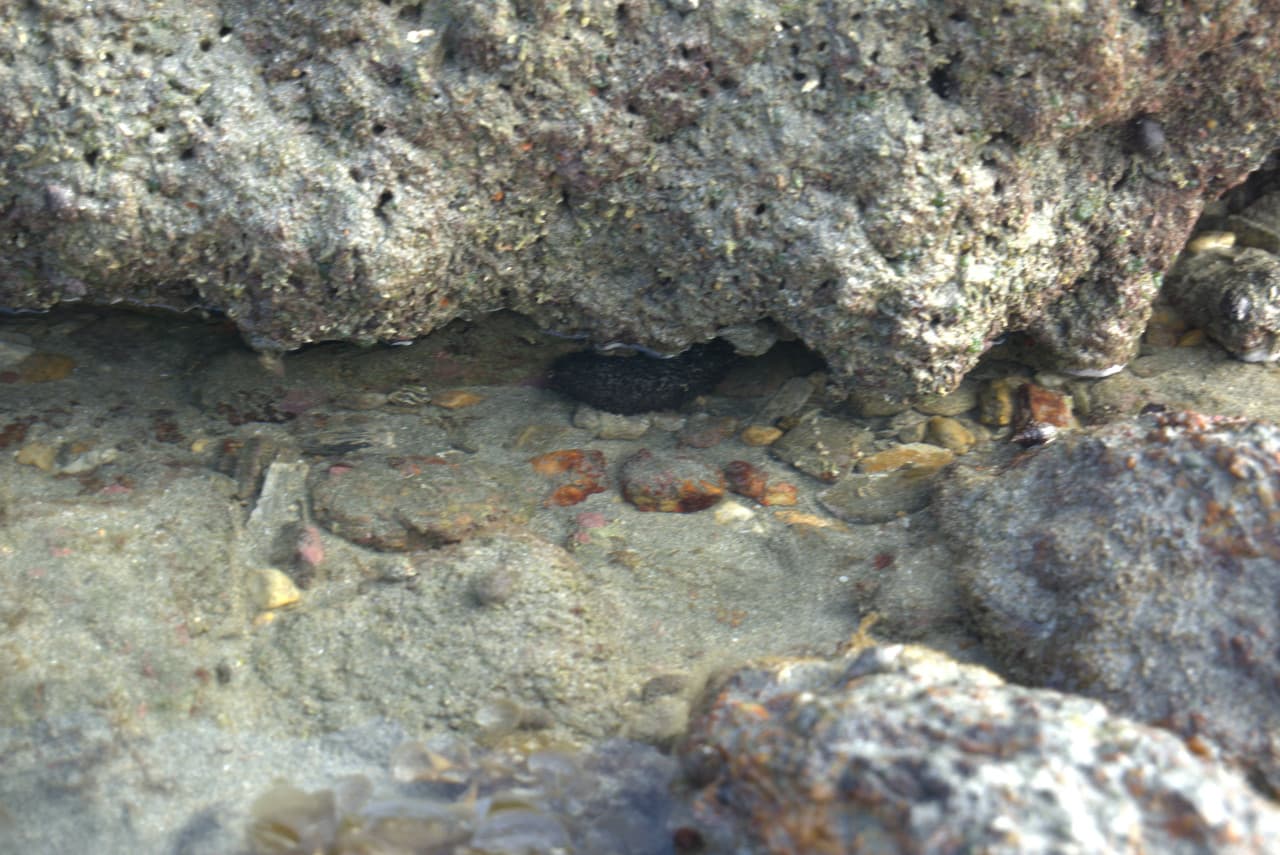 Desaru Beach and Tide Pool Walk – photo 27