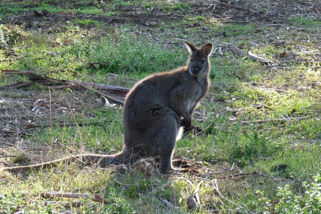 Phillip Island with Penguin Parade Eco Tour