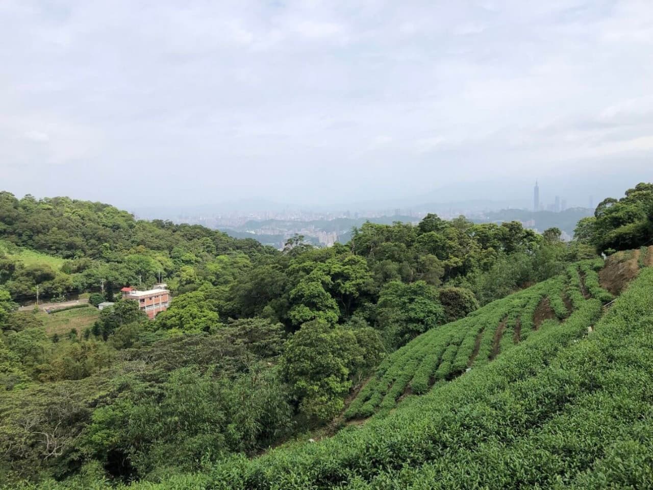 Pinglin Tea Culture and Maokong Full-Day Tour from Taipei