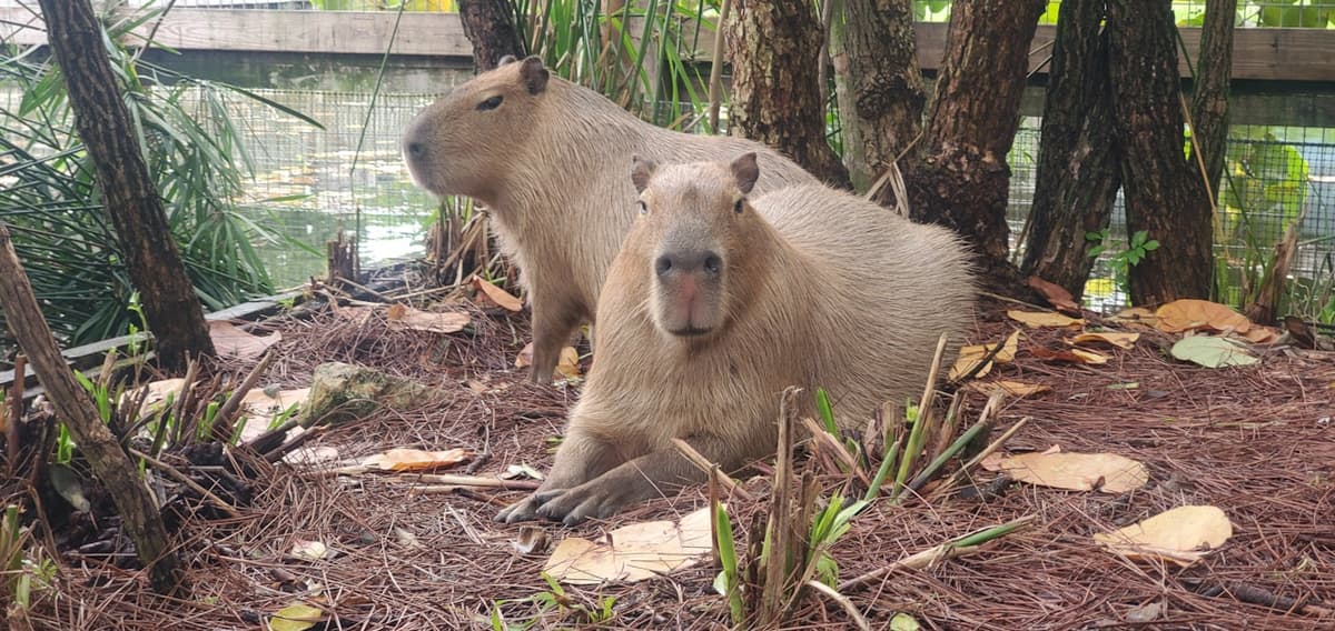 Gatorland Orlando
