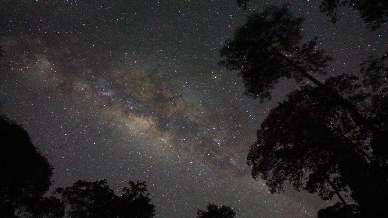 Guided Evening Rainforest Walk and Glow Worms Experience from Gold Coast – photo 3