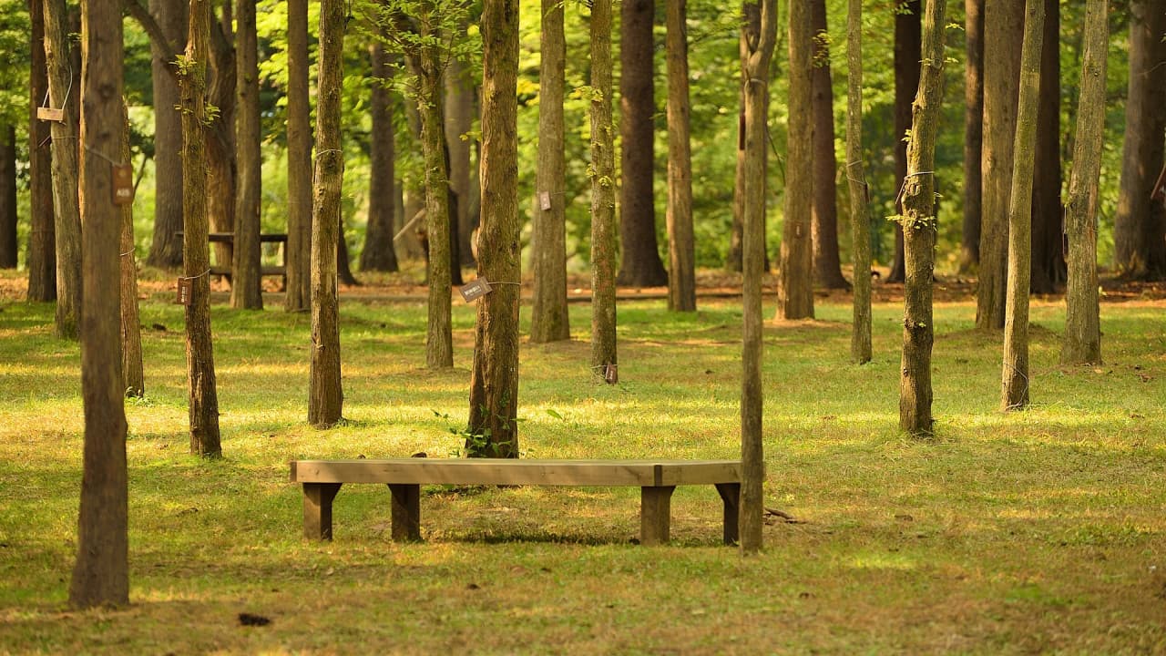 Nami Island, Petite France, Italian Village, and Gangchon Rail Bike Tour from Seoul – photo 7