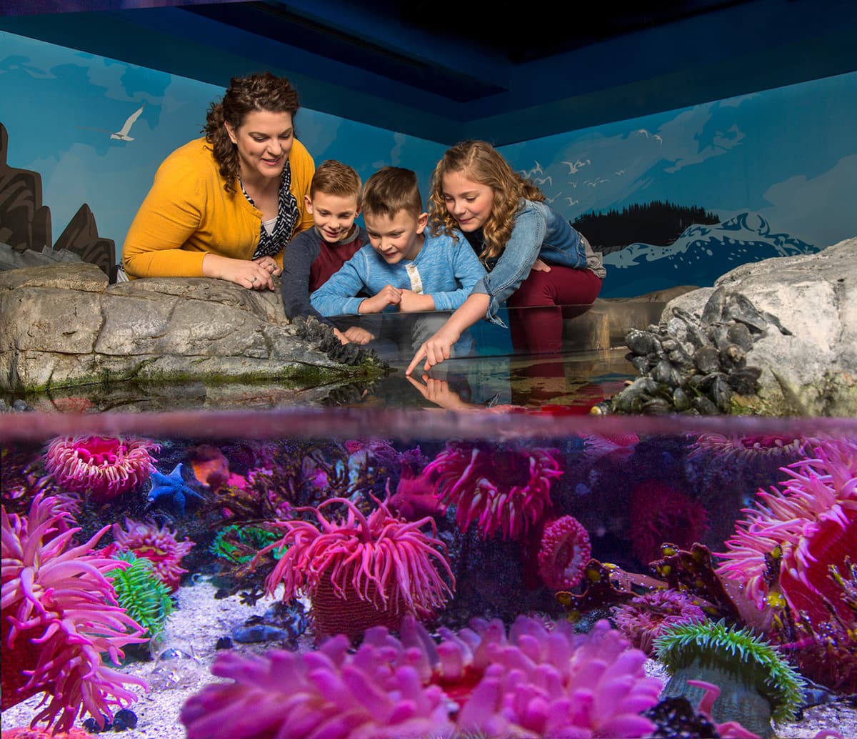 COMBO: The Orlando Eye + Madame Tussauds Orlando + SEA LIFE Orlando Aquarium Ticket