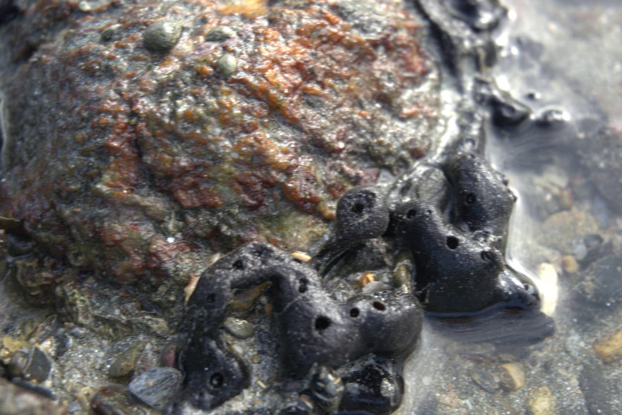 Desaru Beach and Tide Pool Walk – photo 26