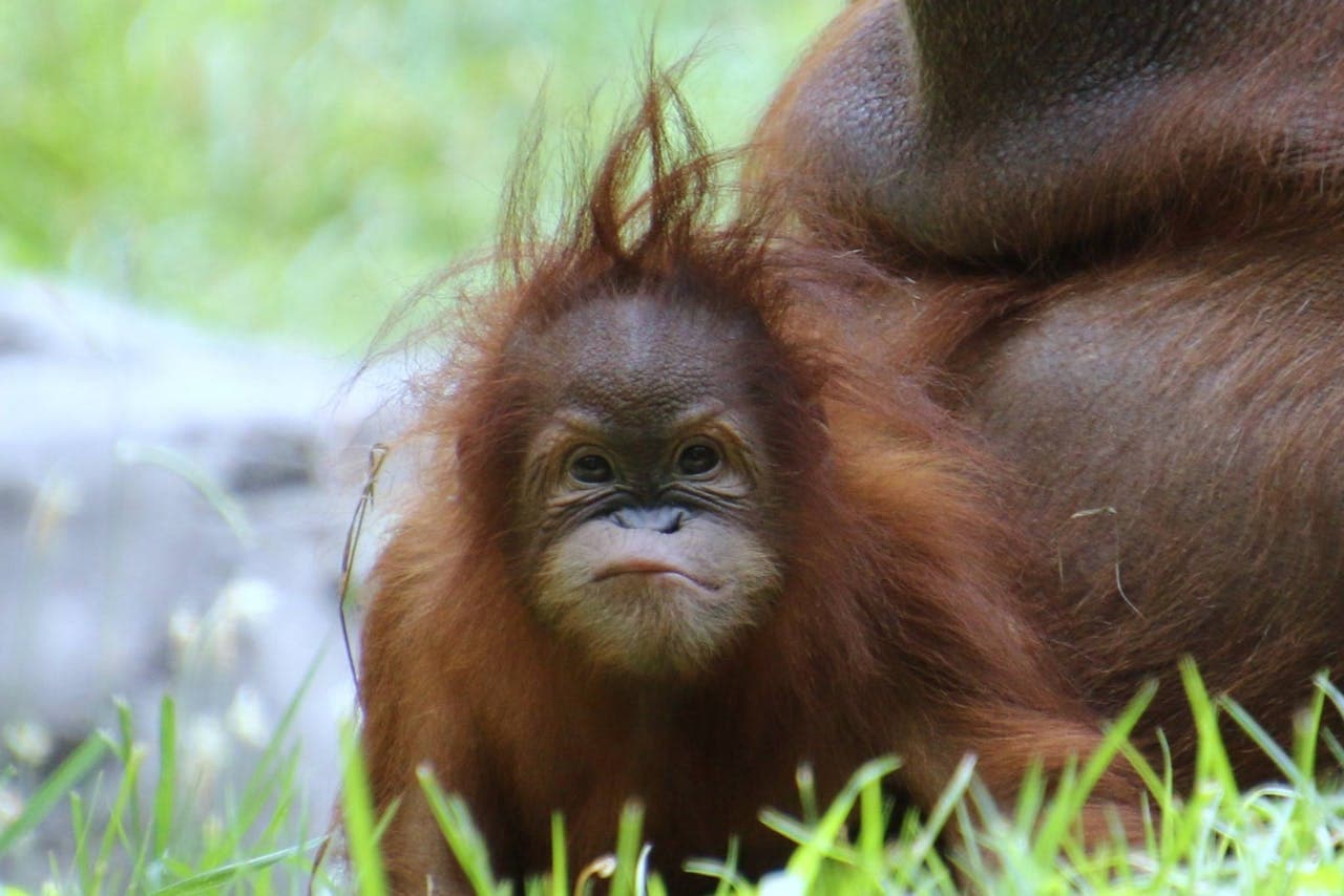 Zoo Atlanta Entry Ticket – photo 3