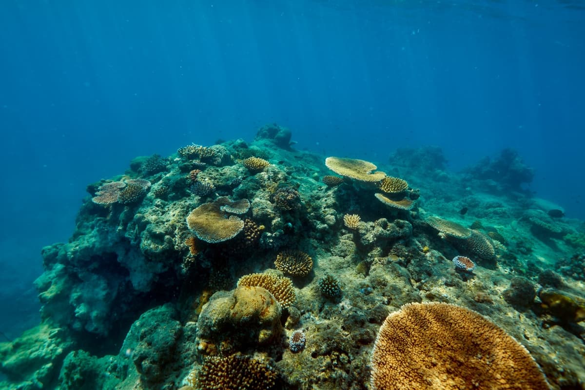 Green Island Great Barrier Reef Half Day Tour from Cairns