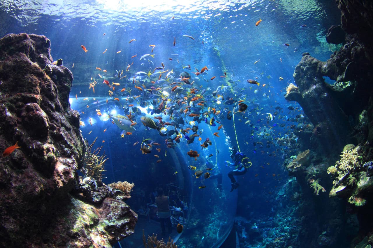 Go City San Francisco Explorer Pass: Save up to 50% on Attractions