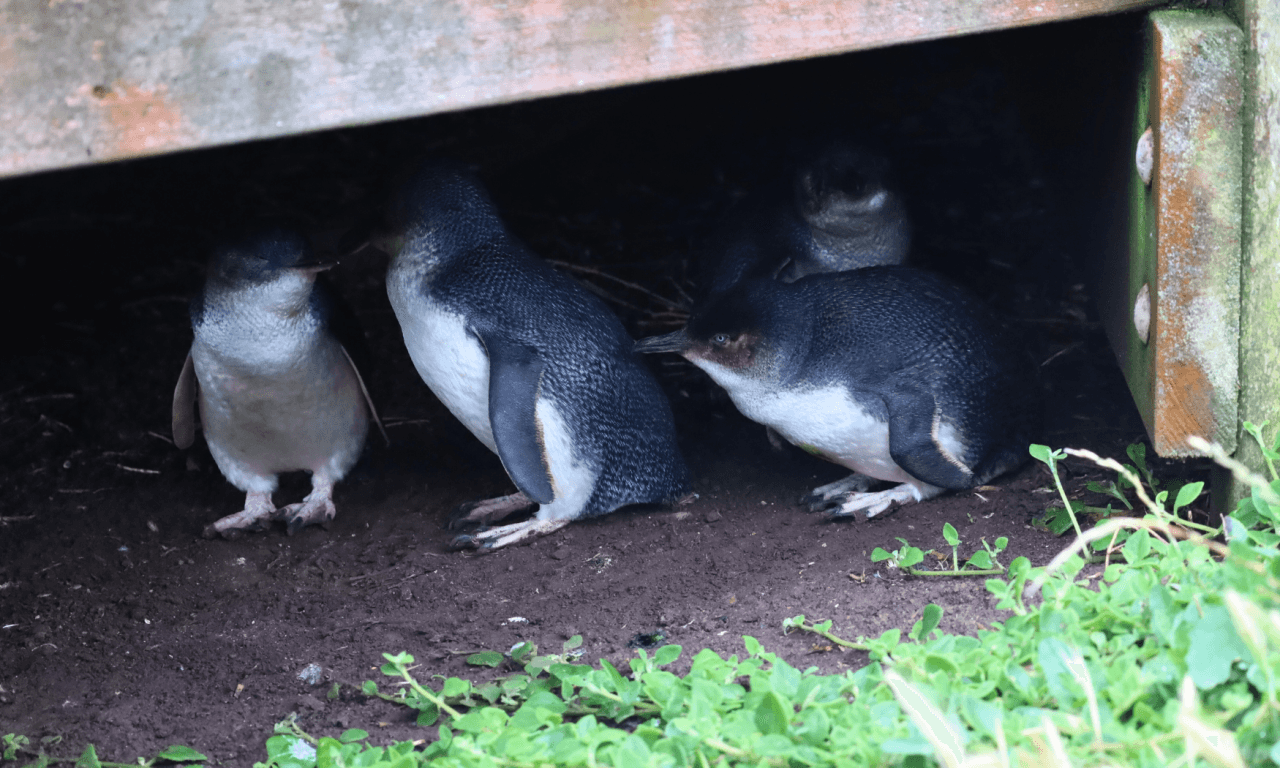 Phillip Island with Penguin Parade Eco Tour – photo 30