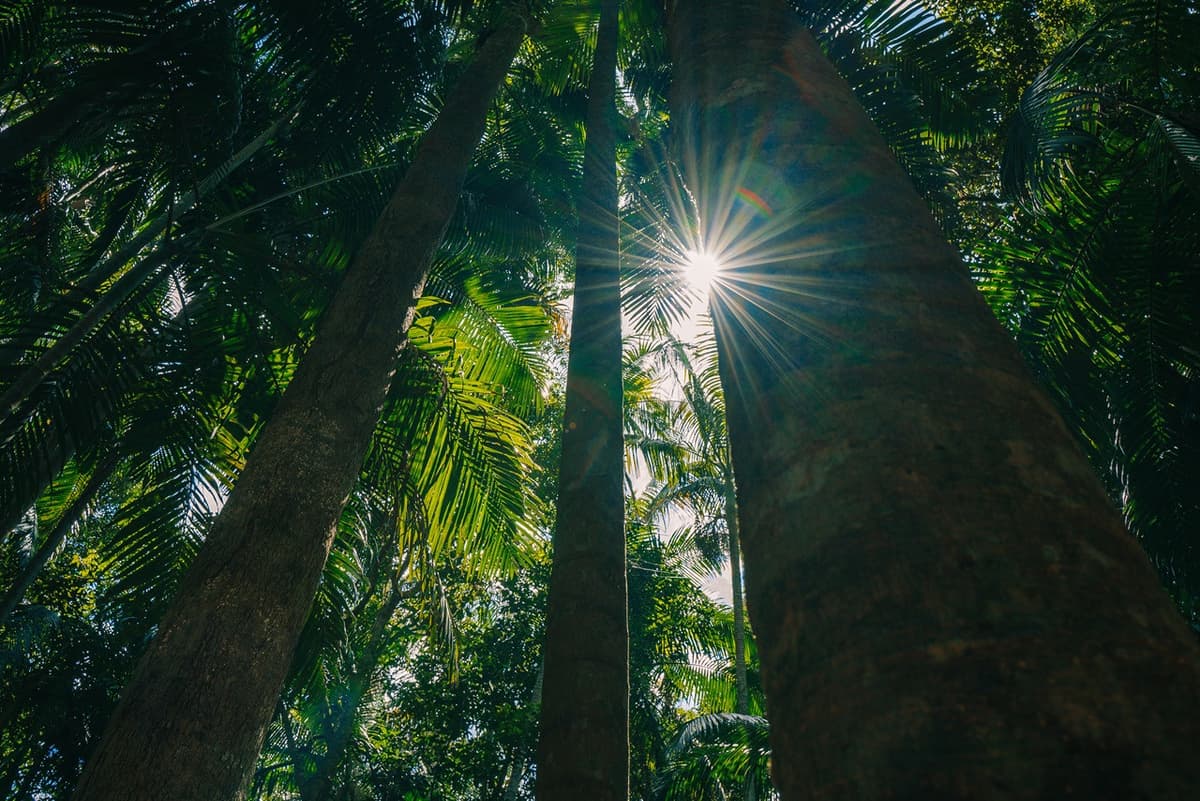Tamborine Mountain Guided Walk and Wine Tasting Tour