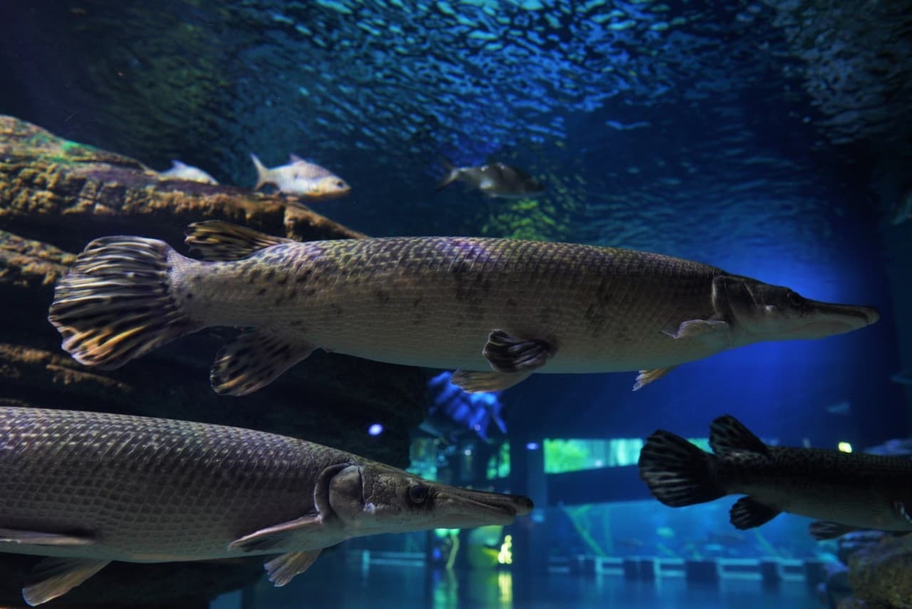 Aquaria Phuket – photo 4