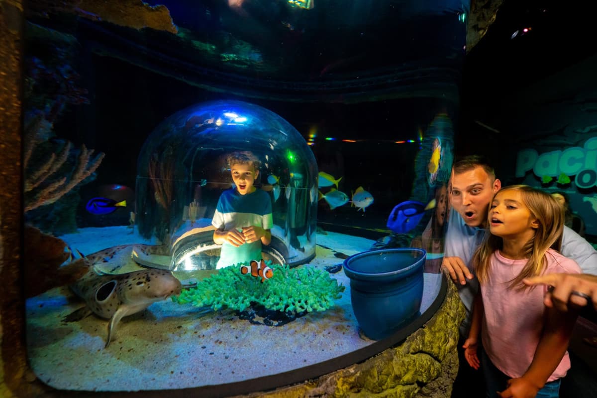 COMBO: The Orlando Eye + SEA LIFE Orlando Aquarium Ticket