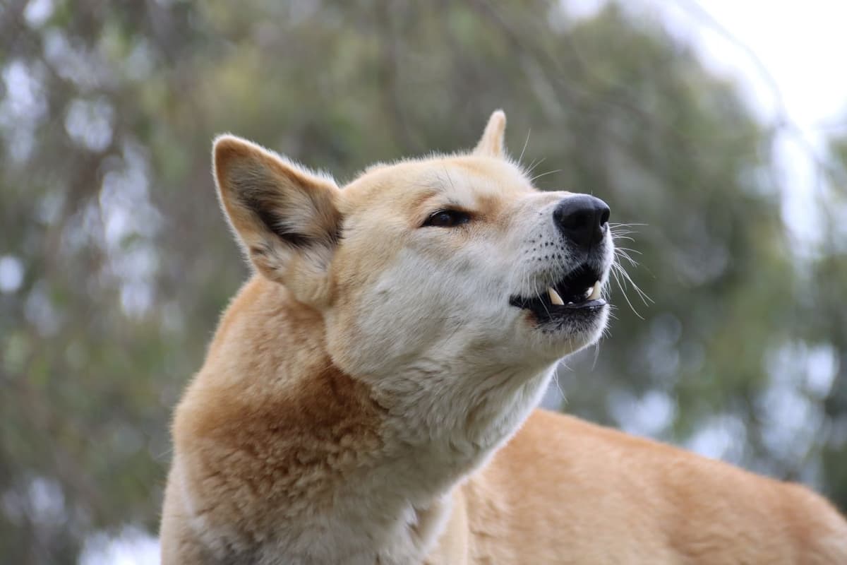 Moonlit Sanctuary Wildlife Conservation Park Ticket