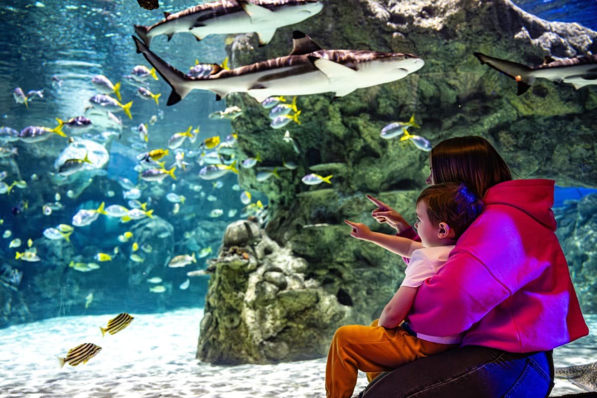 SEA LIFE Brighton Ticket
