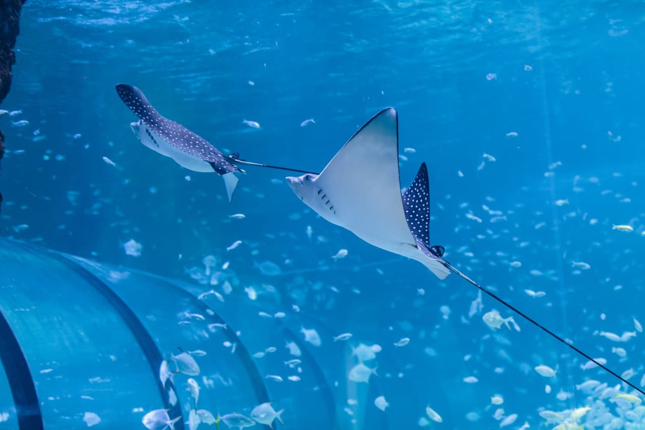 The National Aquarium Abu Dhabi Ticket – photo 3