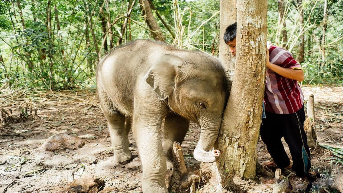 Elephant Jungle Sanctuary Chiang Mai