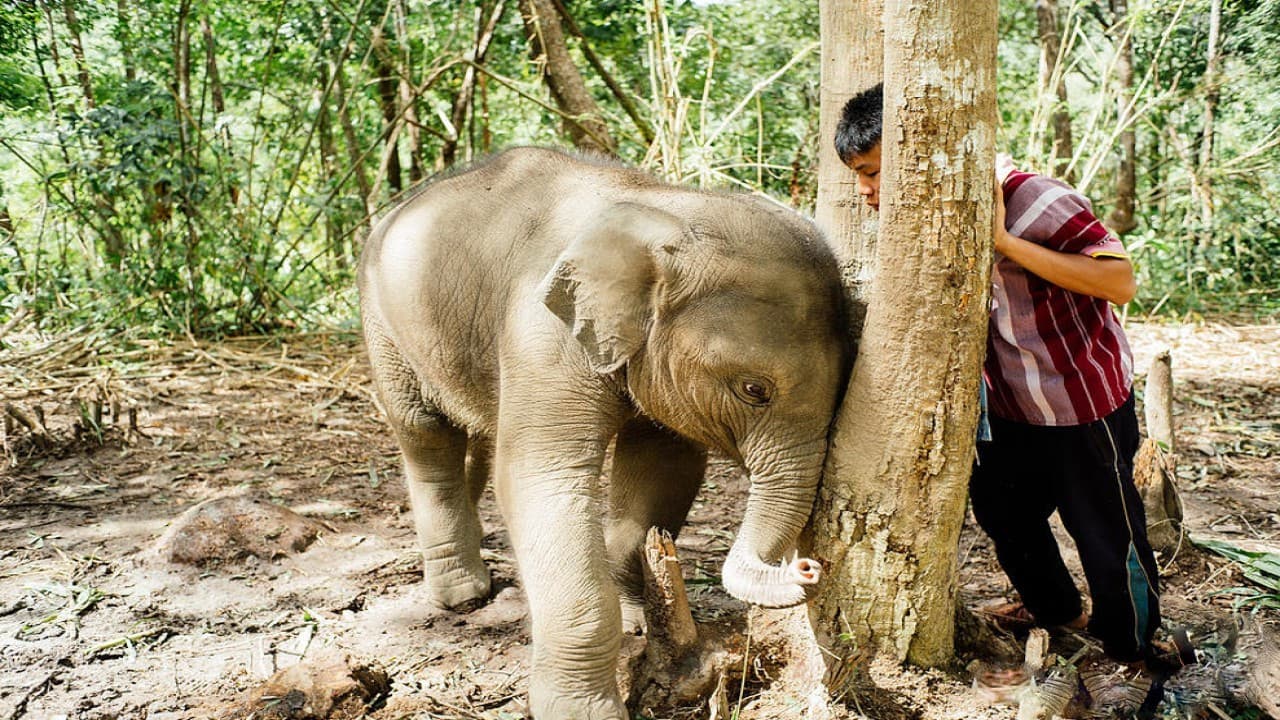 Elephant Jungle Sanctuary Chiang Mai