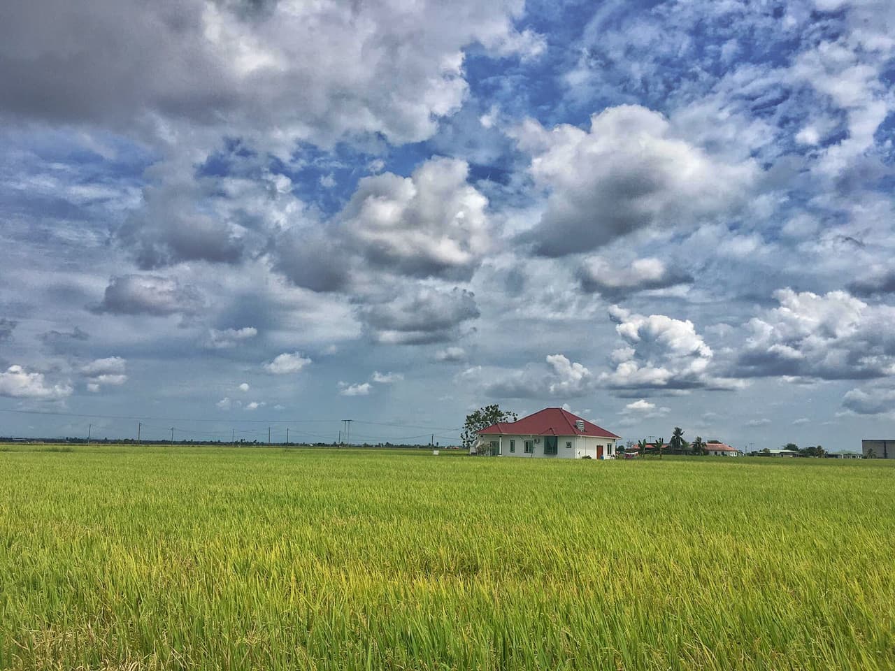 Sekinchan Paddy Fields and Fishing Village Tour from Kuala Lumpur
