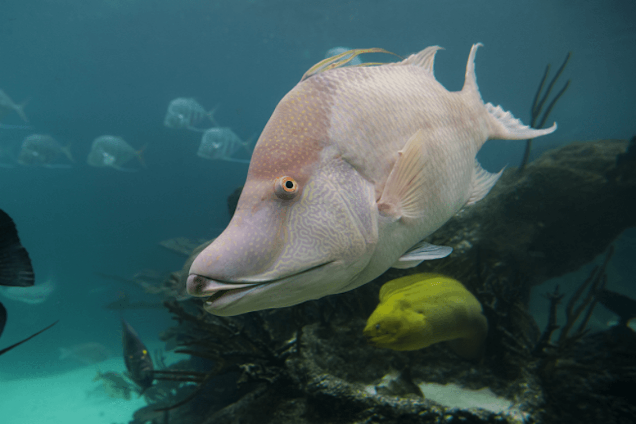 New York Aquarium